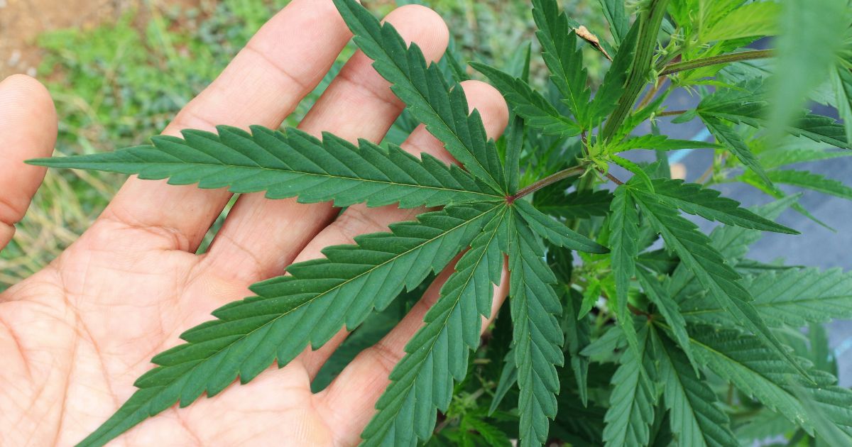 【モザンビーク】大麻消費の合法化に関する議論